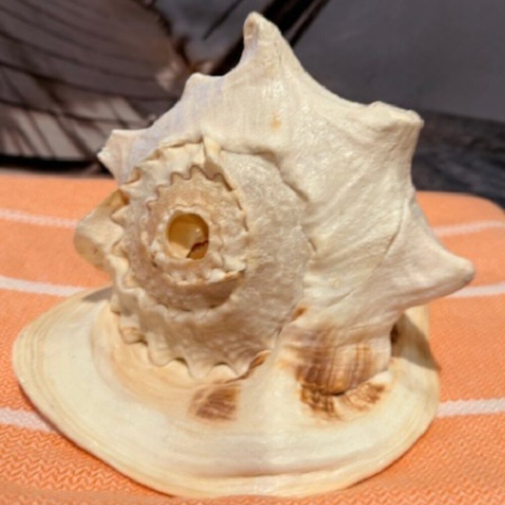 Queen Helmet Horned Conch SEA Shell 10”L x 6.5”H Authentic Real Clean 4lbs